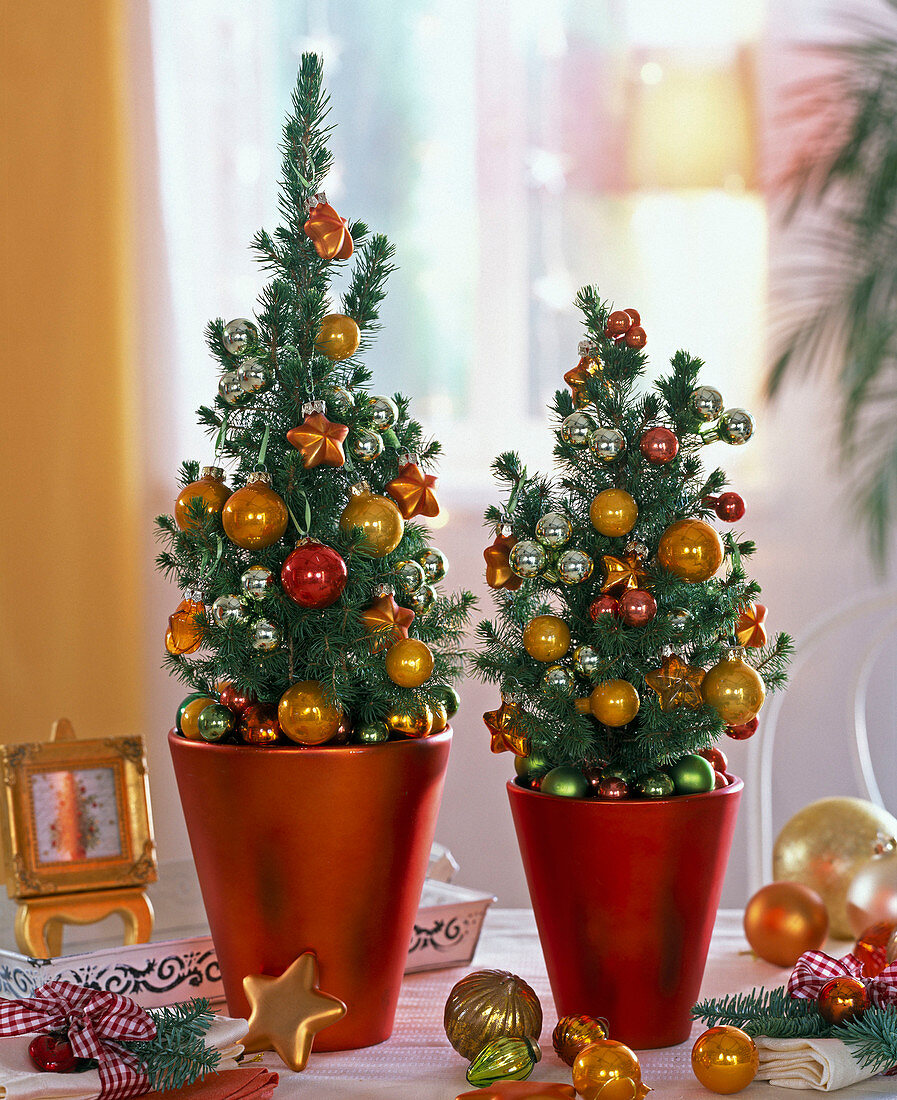Picea glauca 'Conica' (sugar loaf spruce) with orange Christmas tree decoration