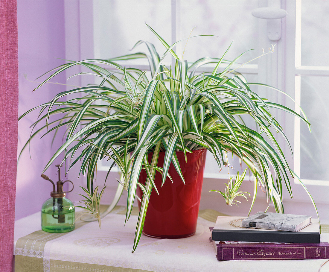 Chlorophytum (Grünlilie) in rotem Übertopf, Bücher, Sprühflasche am Fenster