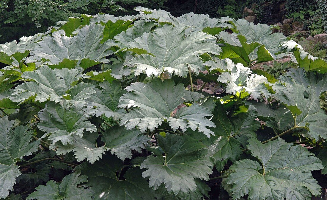 Podophyllum peltatum syn. Darmera peltata (Duck's Foot)