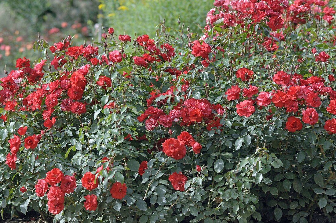 Rosa 'Orange Meillandina' syn. 'Meijikatar' (dwarf rose), repeat flowering