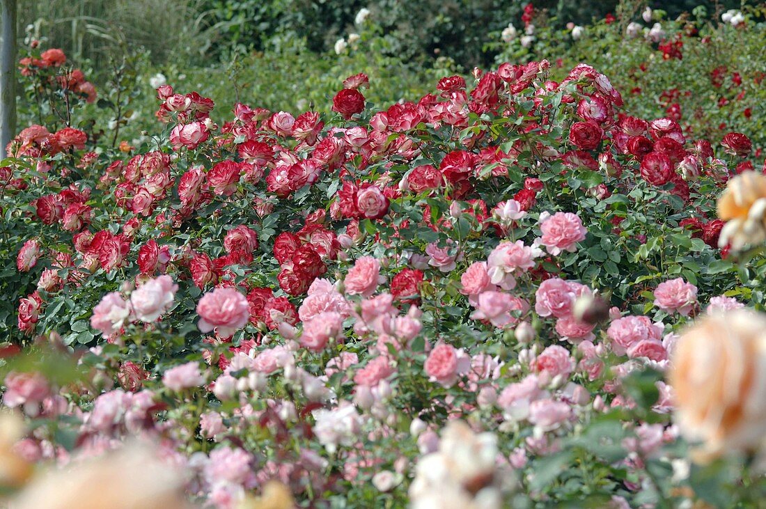 Rosa 'Jubilé du Prince de Monaco' syn. 'Meisponge' (bedding rose), repeat flowering