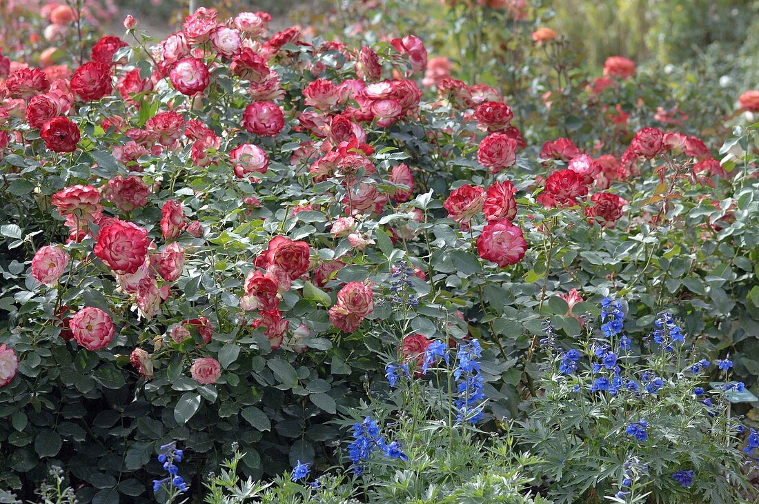 Rosa 'Jubilé du Prince de Monaco' syn 'Meisponge' (bedding rose), repeat flowering