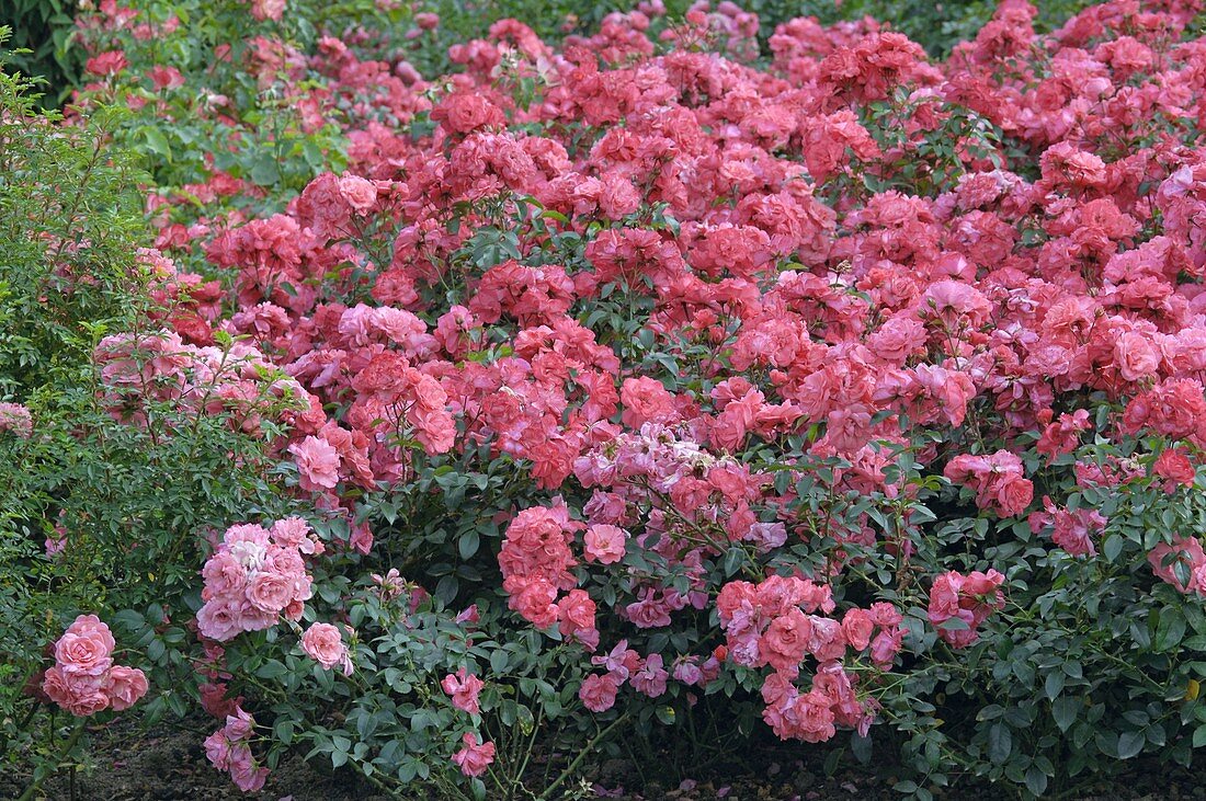 Rosa 'Les Amoureux de Peynet' syn. 'Meitobla', 'Efekto 21', 'Simply Magic'