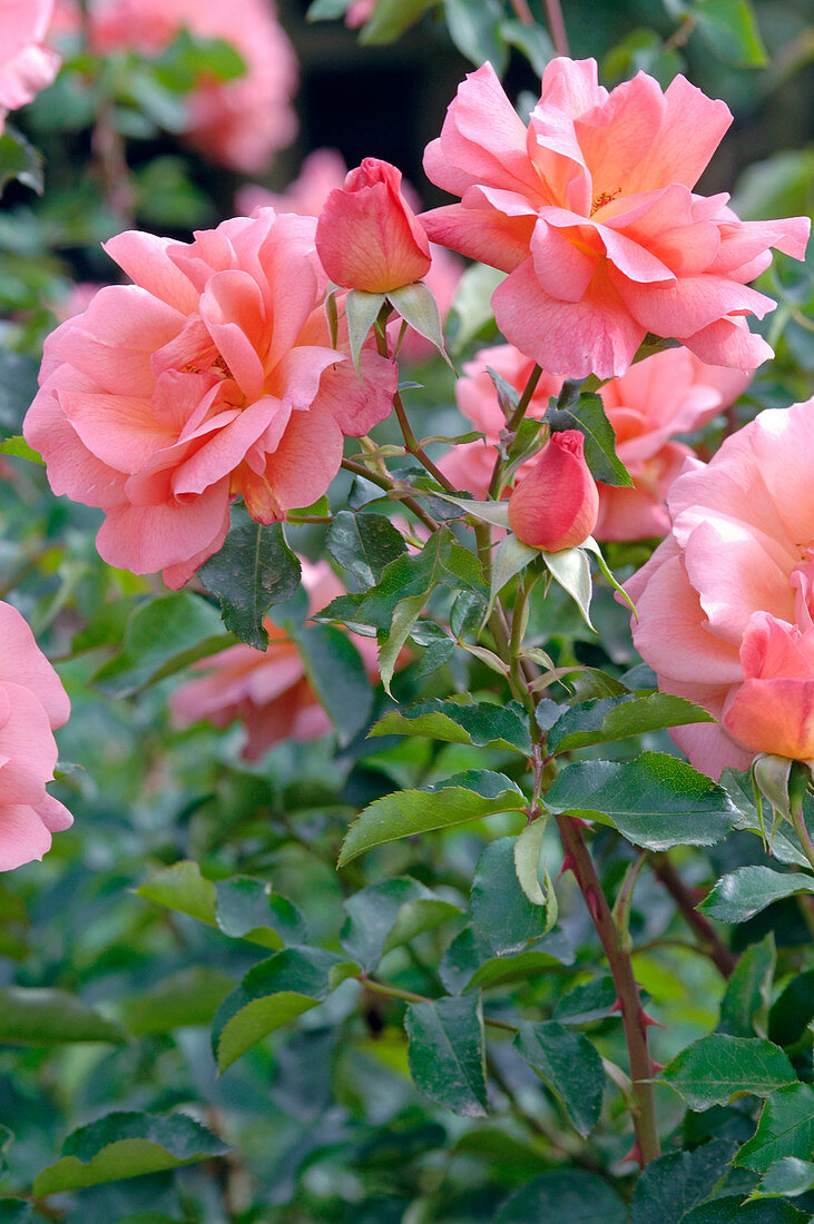 Rosa 'Zambra' syn. 'Zambras', 'Meicurbos' (Floribunda Rose), öfterblühend