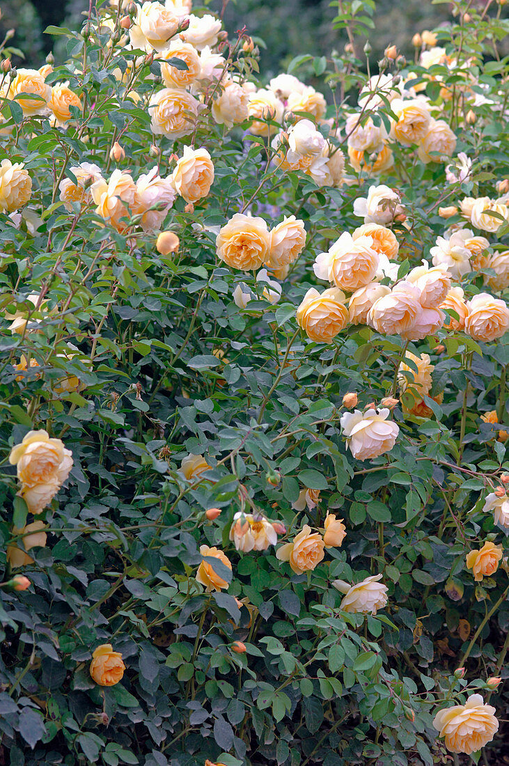 Rosa 'Graham Thomas' syn. 'Ausmas' (Englische Rose), öfterblühend