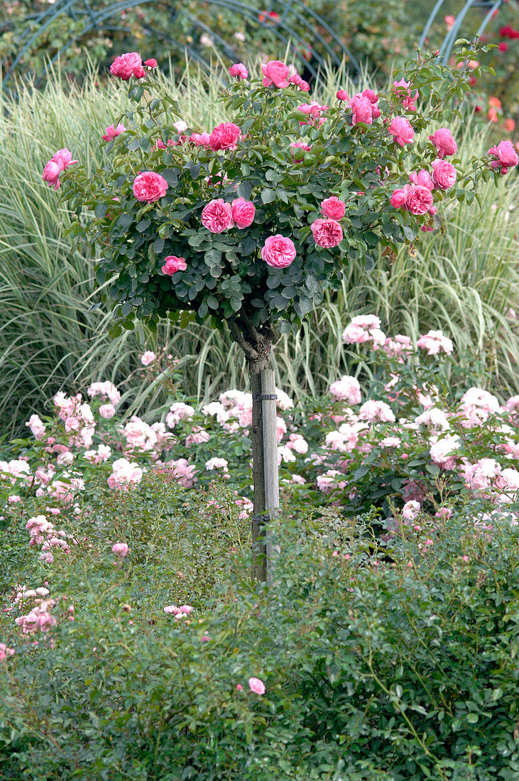 Rosa 'Leonardo da Vinci' syn. 'Meideauri' (bed rose)