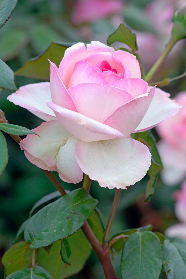 Blüte von Rosa 'Honoré de Balzac' syn. 'Meiparnin' (Edelrose), Teehybride