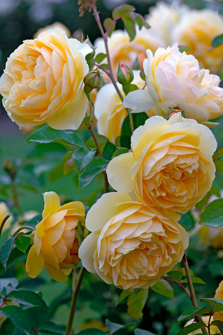 Flowers of Rosa 'Graham Thomas ' syn. 'Ausmas' (English rose), repeat flowering