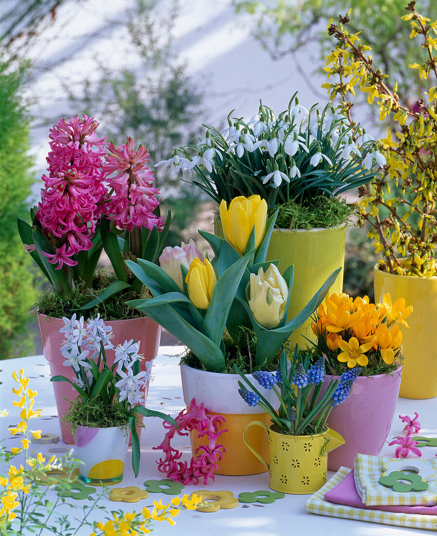 Hyacinthus (Hyacinths), Galanthus (Snowdrops), Tulipa (Tulips)