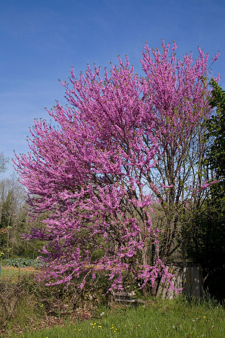 Cercis siliquastrum (Judasbaum) in voller Blüte im Mai