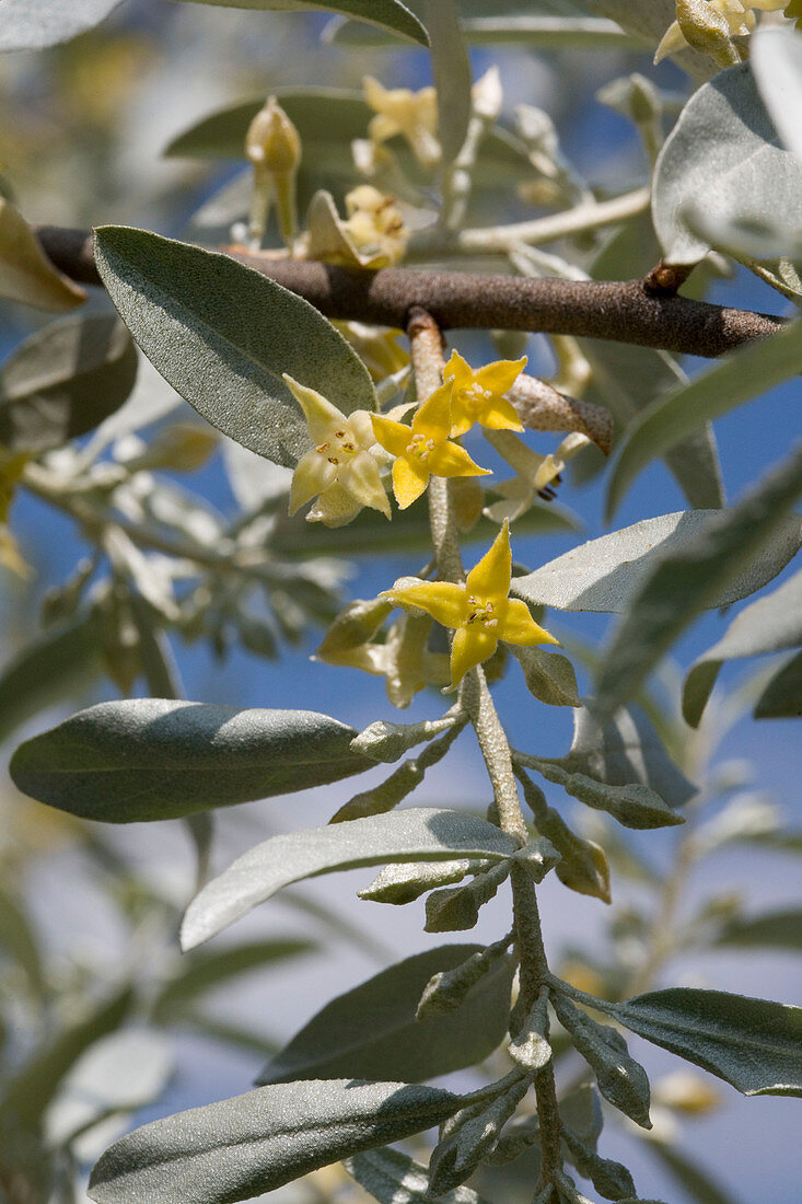 Zweig mit Blüten von Elaeagnus angustifolia 'Quick Silver' (Ölweide) im Mai