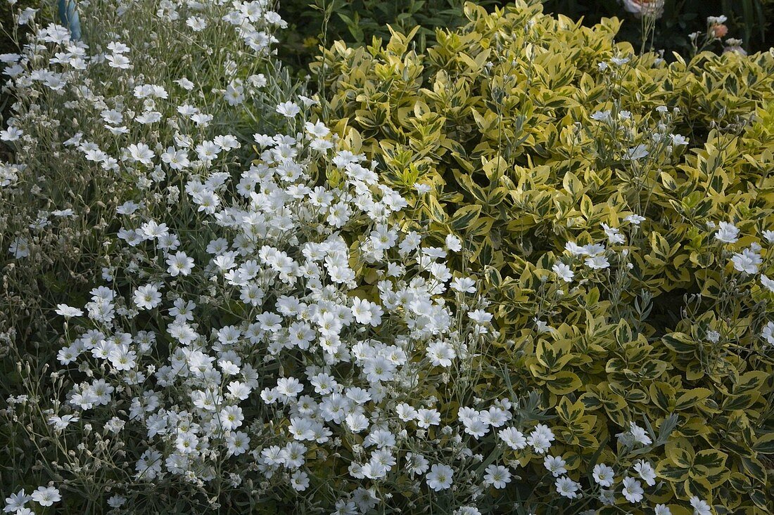 Cerastium tomentosum var. columnae (Hornkraut) und Euonymus japonicus 'Aureomarginatus' (Japanischer Spindelstrauch) im Mai