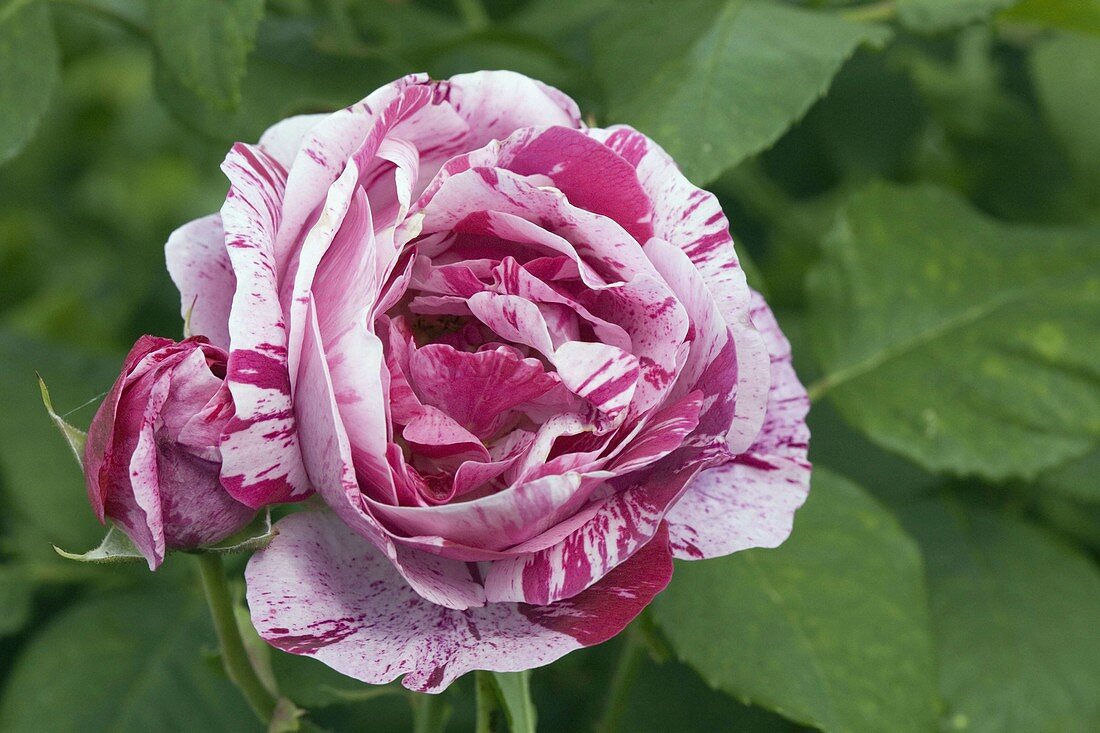 Rosa 'Ferdinand Pichard', Historical Rose, often flowering, fragrant