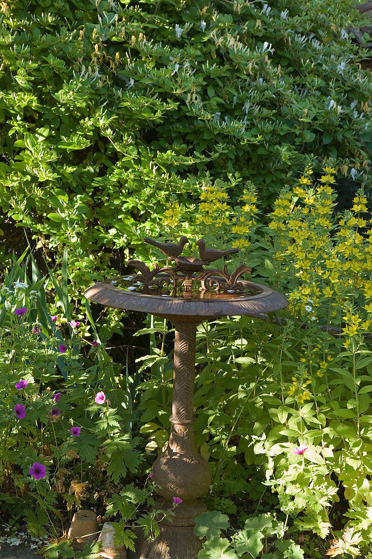 Birdbath with Lysimachia punctata (Field plant)