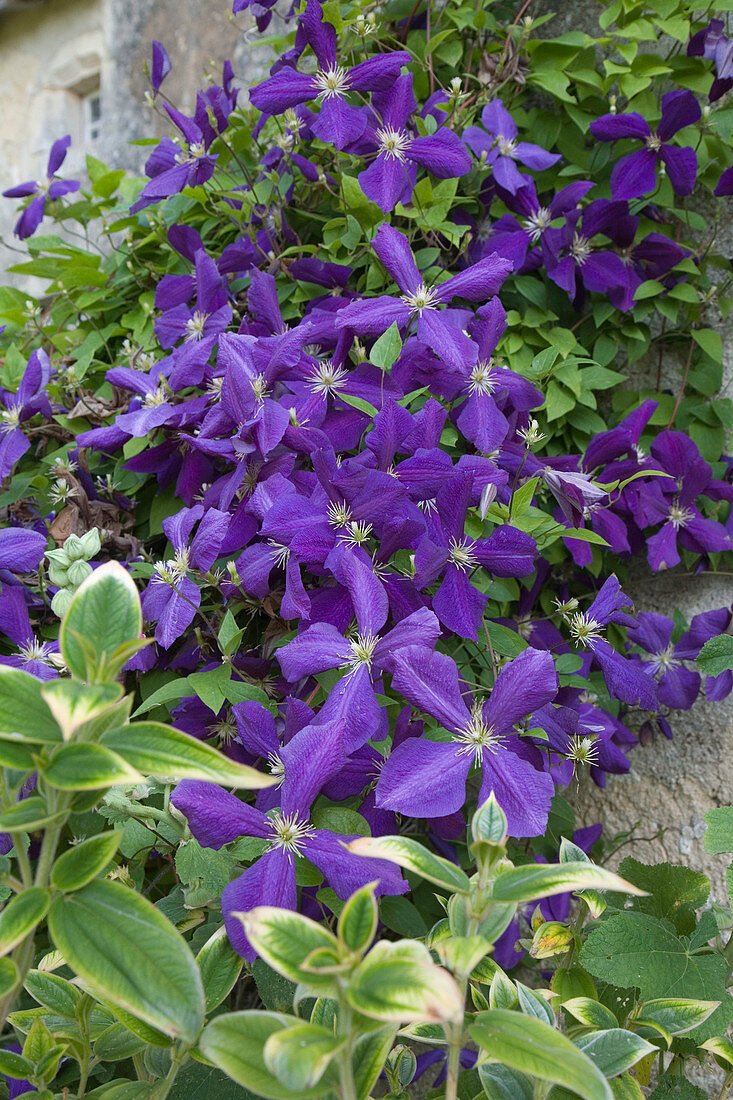 Clematis 'Jackmanii' (Waldrebe) im Juli