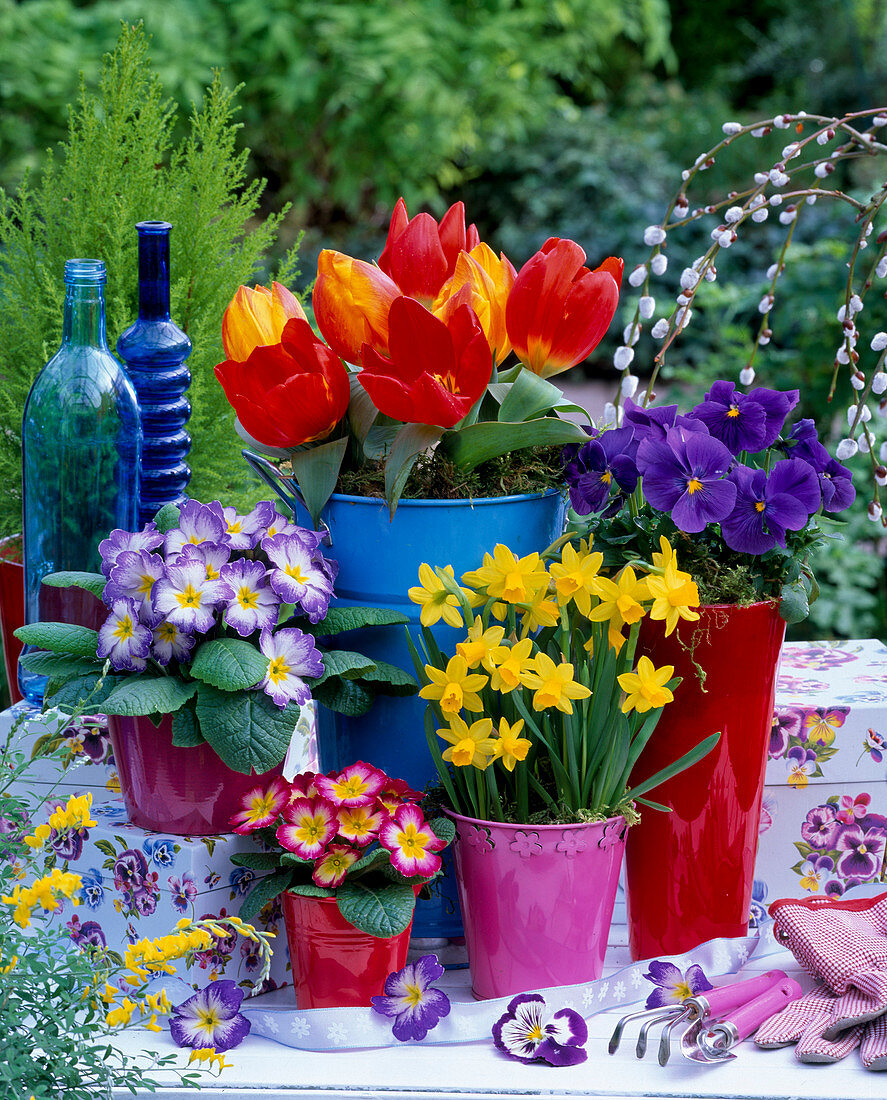 Tulipa (Tulpen), Narcissus 'Tete a Tete' (Narzissen), Primula acaulis