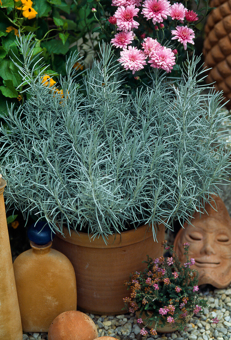 Helichrysum angustifolium