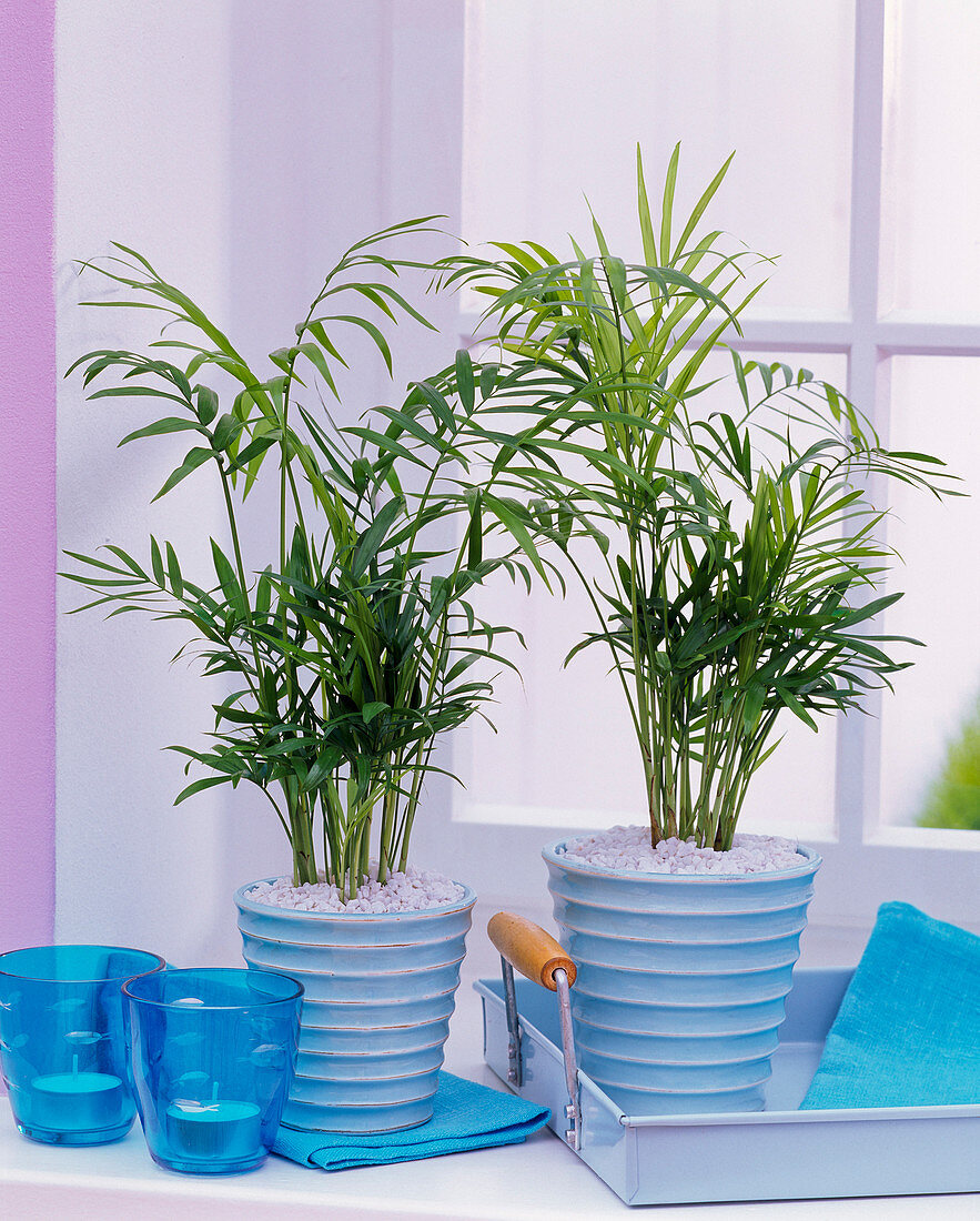 Chamaedorea elegans (mountain palm) in turquoise planters