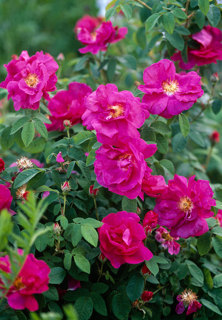 Pink gallica officinalis (Apothecary rose), intense scent