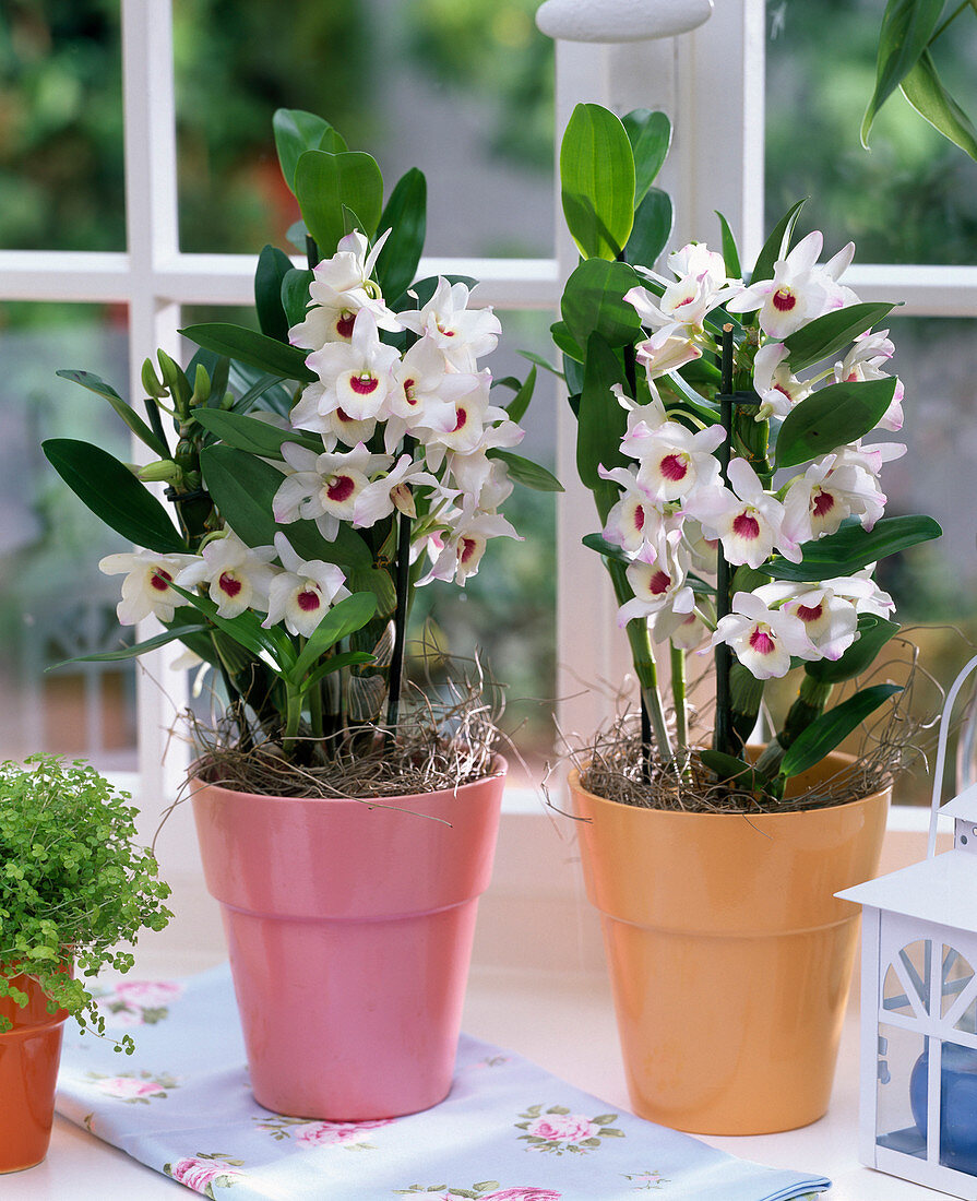 weiße Dendrobium in rosa- und orangefarbenen Übertöpfen am Fenster, Tuch