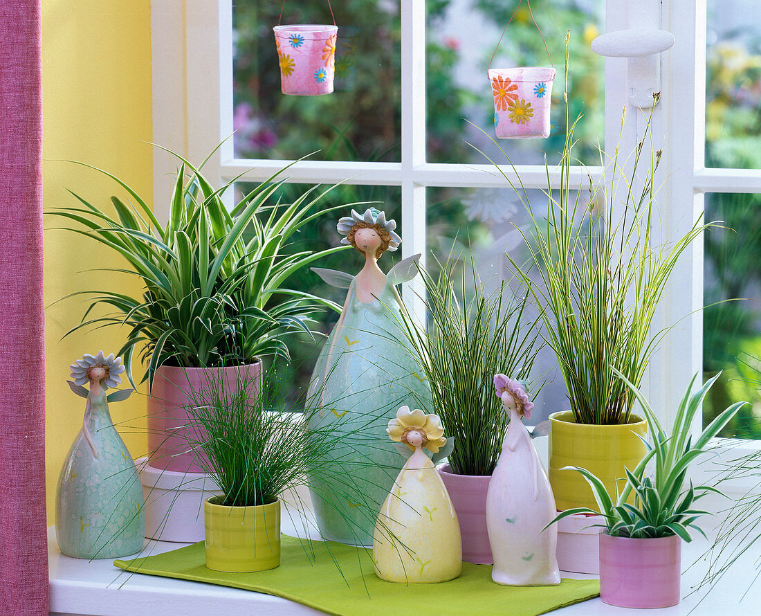 Chlorophytum (green lilies), Scirpus (simms), Carex (sedges) at the window