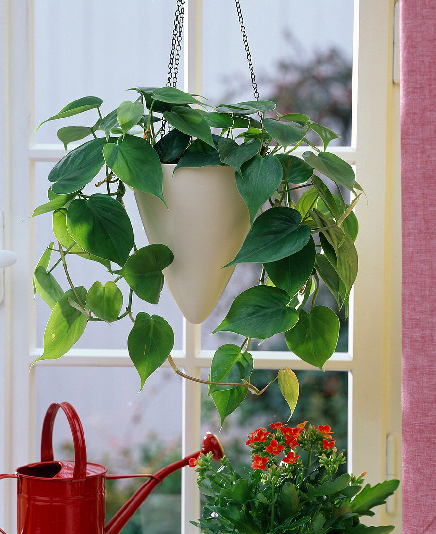 Philodendron scandens (Climbing Philodendron) in white hanging basket