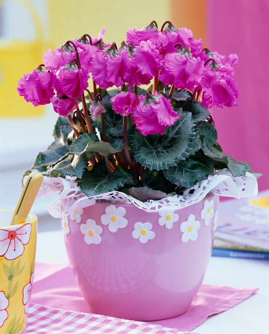 Cyclamen 'Miniwella' (Cyclamen) with cuff in pink planter