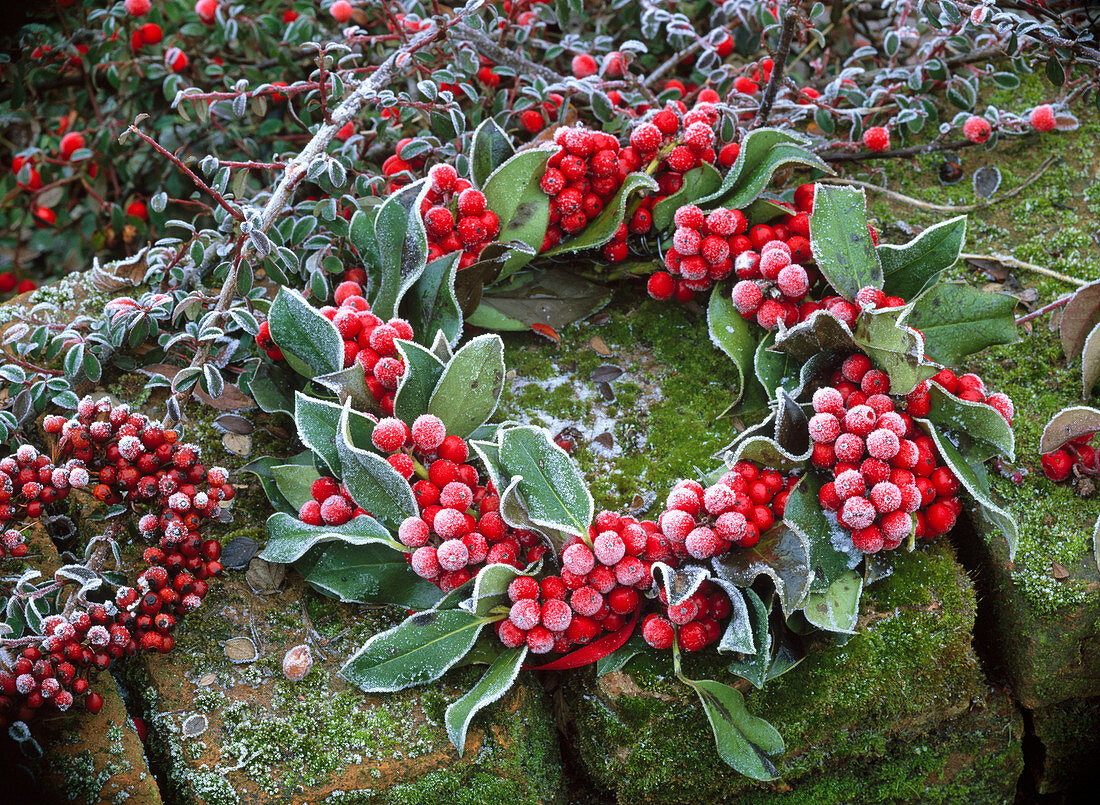 Kranz aus Ilex verticillata (Roter Winterbeere) im Rauhreif