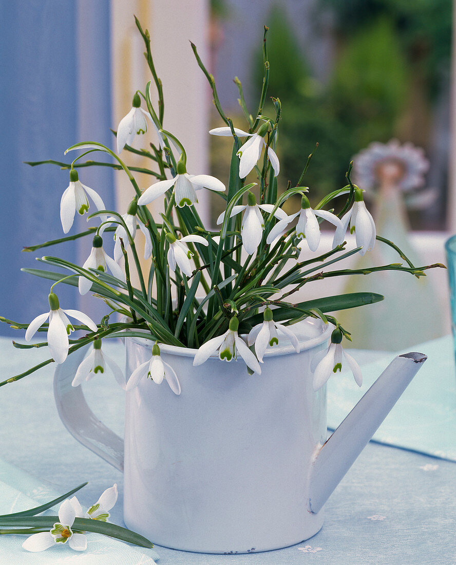 Bouquet of Galanthus, Vaccinium