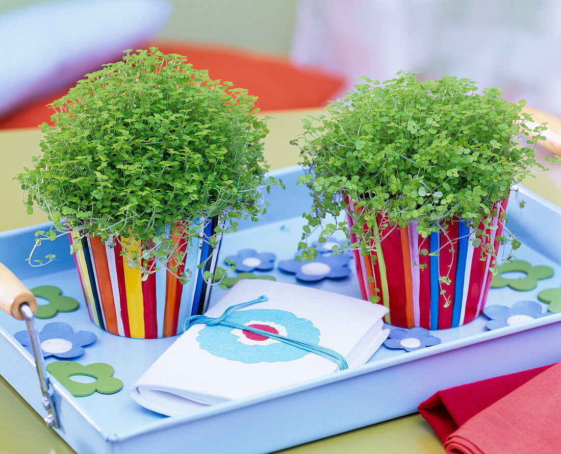 Soleirolia soleirolii (Bubi pot) in colourful striped planters