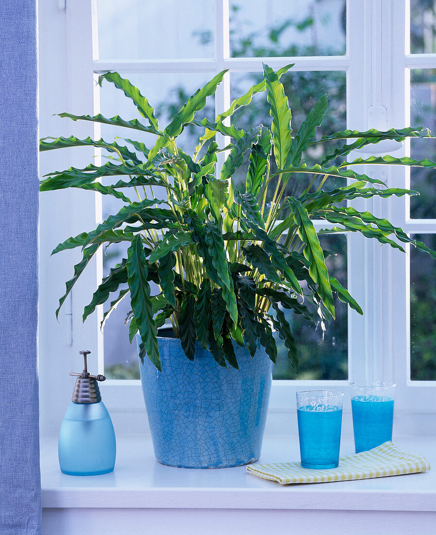 Calathea rufibarba (Basket maranthe) in a turquoise planter by the window