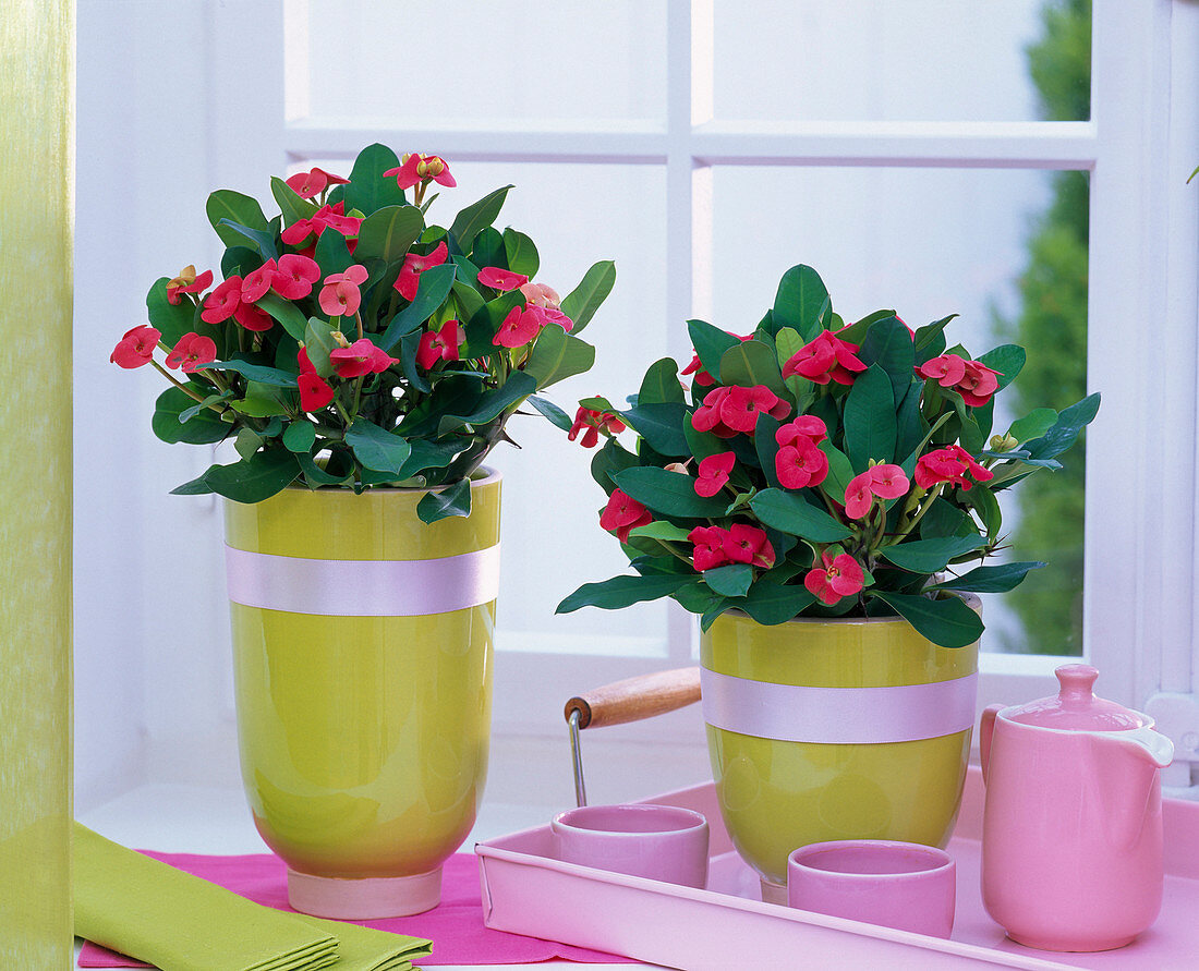 Euphorbia milii (Christ's thorn) in green planters at the window