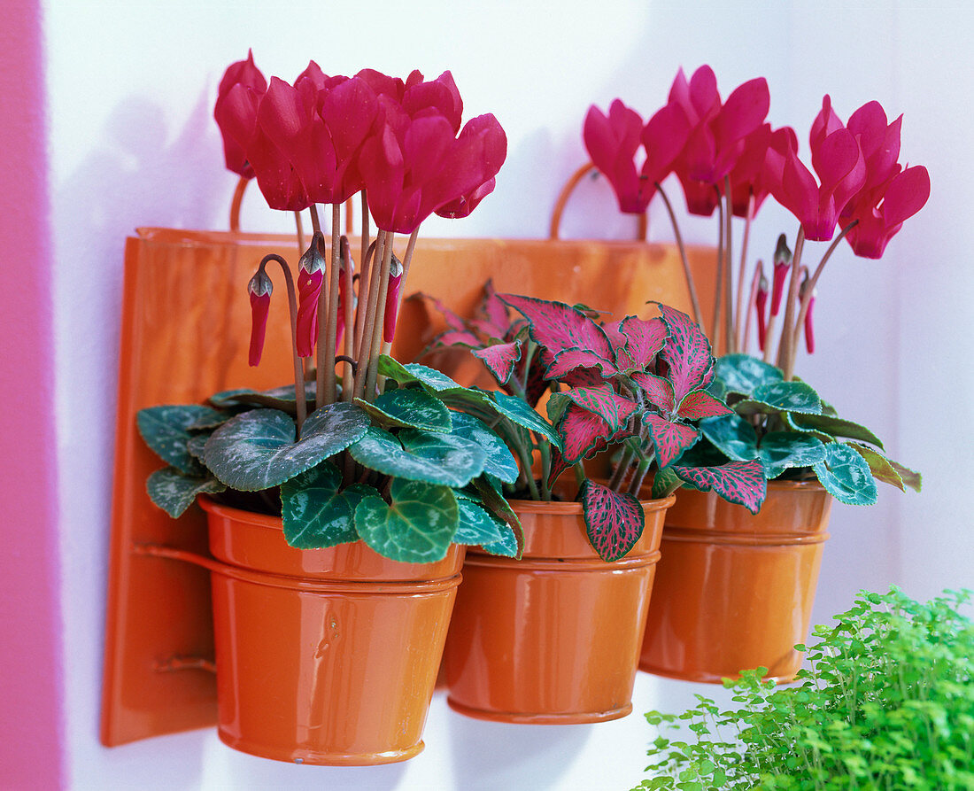 Cyclamen and Fittonia in orange metal buckets