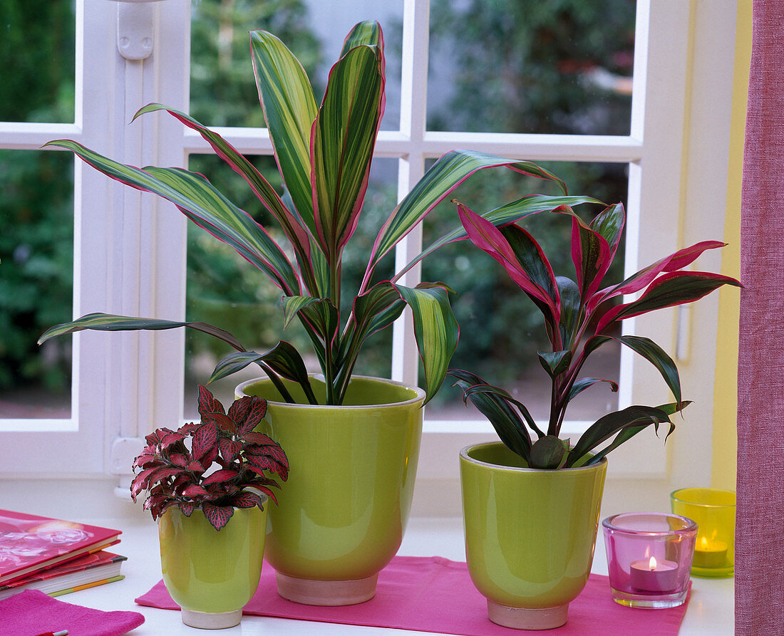 Cordyline fruticosa 'Kiwi' and 'Red Edge' (club lily), Fittonia (fittonia)