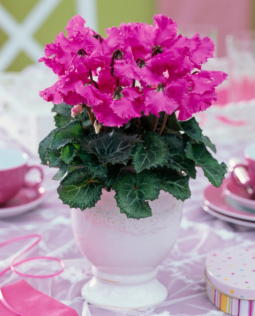 Cyclamen 'Miniwella' (cyclamen) pink, in white planter