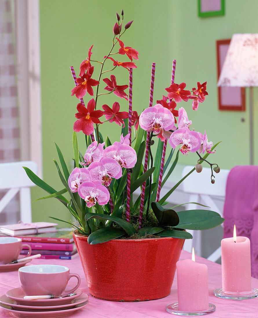 Phalaenopsis (Malaienblume) und Miltonia in roter Schale auf dem Tisch