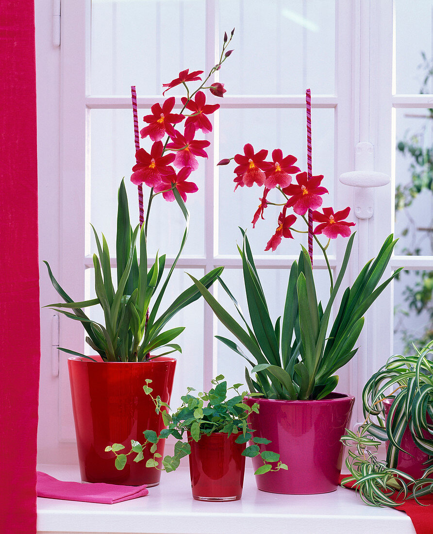 Miltonia - Hybride (Miltonien), Ficus pumila (Kletterfeige) am Fenster