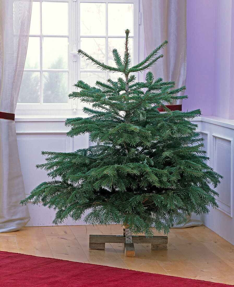 Abies nordmanniana (Nordmanntanne) als ungeschmückter Weihnachtsbaum