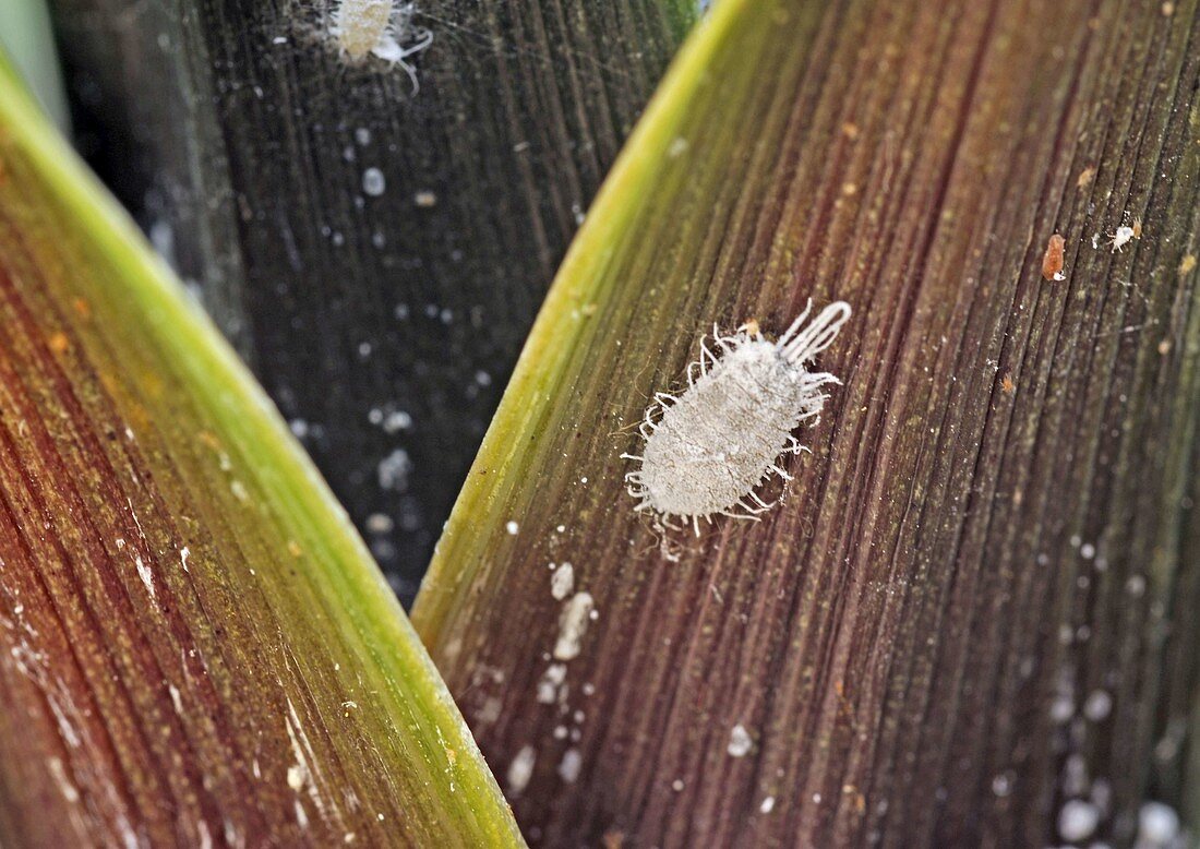 Pseudococcidae (mealybug)