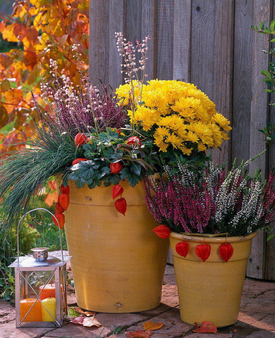 Tub planted in autumn with Chrysanthemum (Autumn Chrysanthemum)