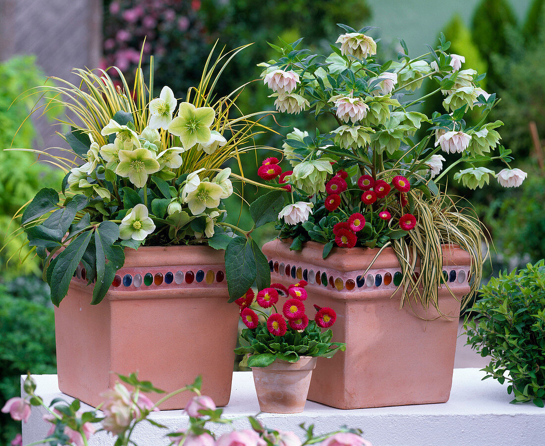 Helleborus niger (Christmas rose), Helleborus orientalis (Lenten rose)