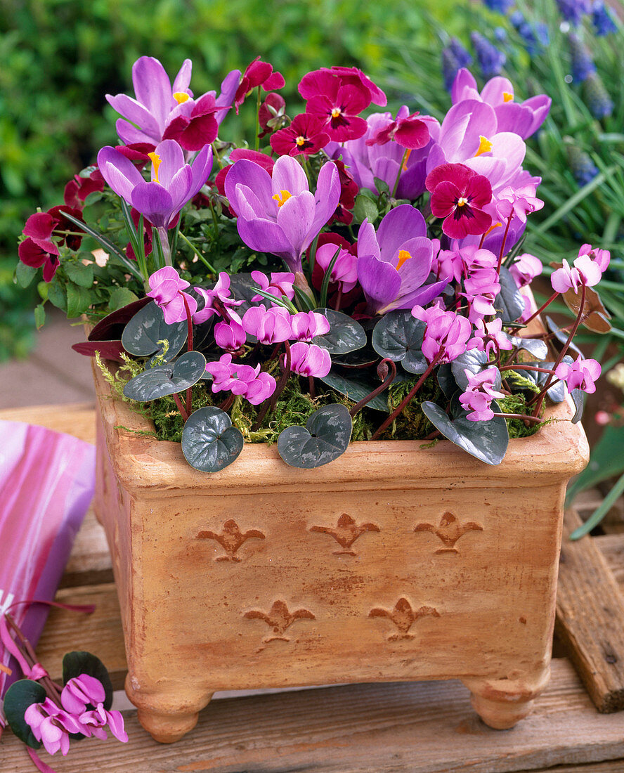 Cyclamen coum (spring violet), Crocus