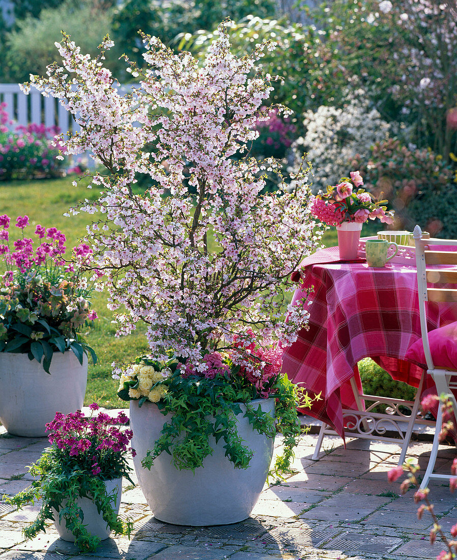 Prunus kurilensis 'Ruby' (rosa Kurilenkirsche)