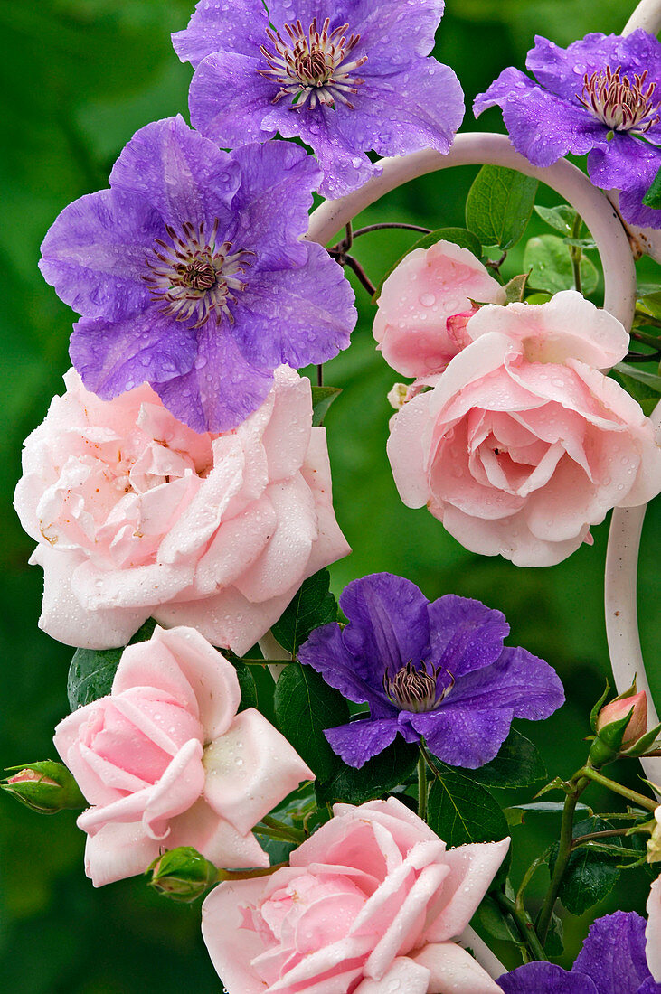 Rosa 'New Dawn' (climbing rose), repeat flowering, light apple fragrance