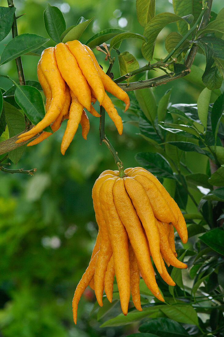 Citrus medica var. Sarcodactylis 'Buddha's Hand' syn 'Buddha's Finger'