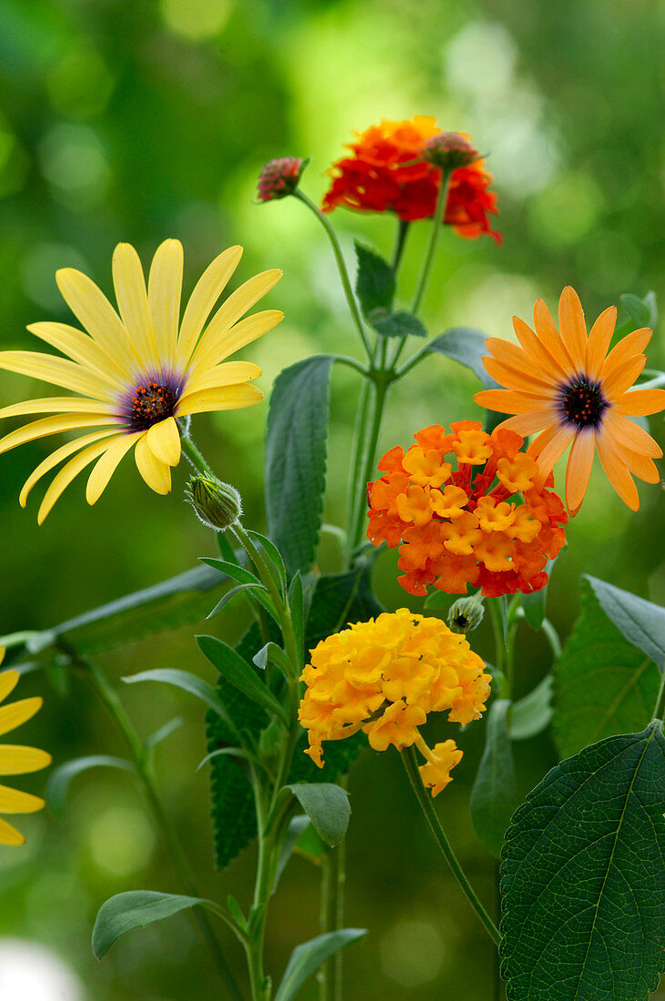 Flowers of Osteospermum (Cape daisies), Lantana (wood anemone)