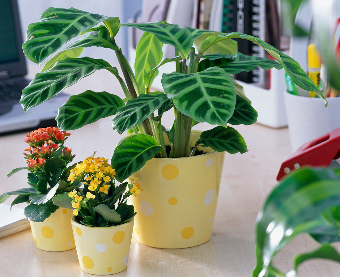 Calathea zebrina (Basket Marante), Kalanchoe (Flaming Cheetah)