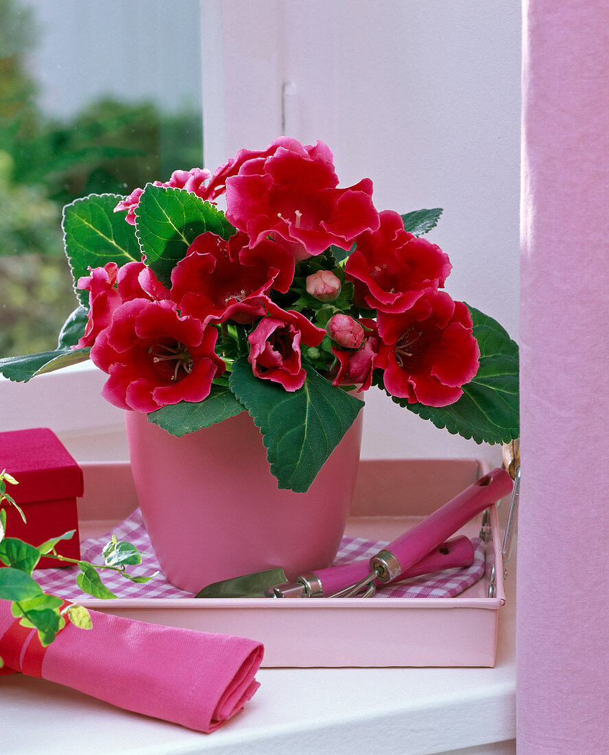 Sinningia red on tray by the window, mini gardening tool