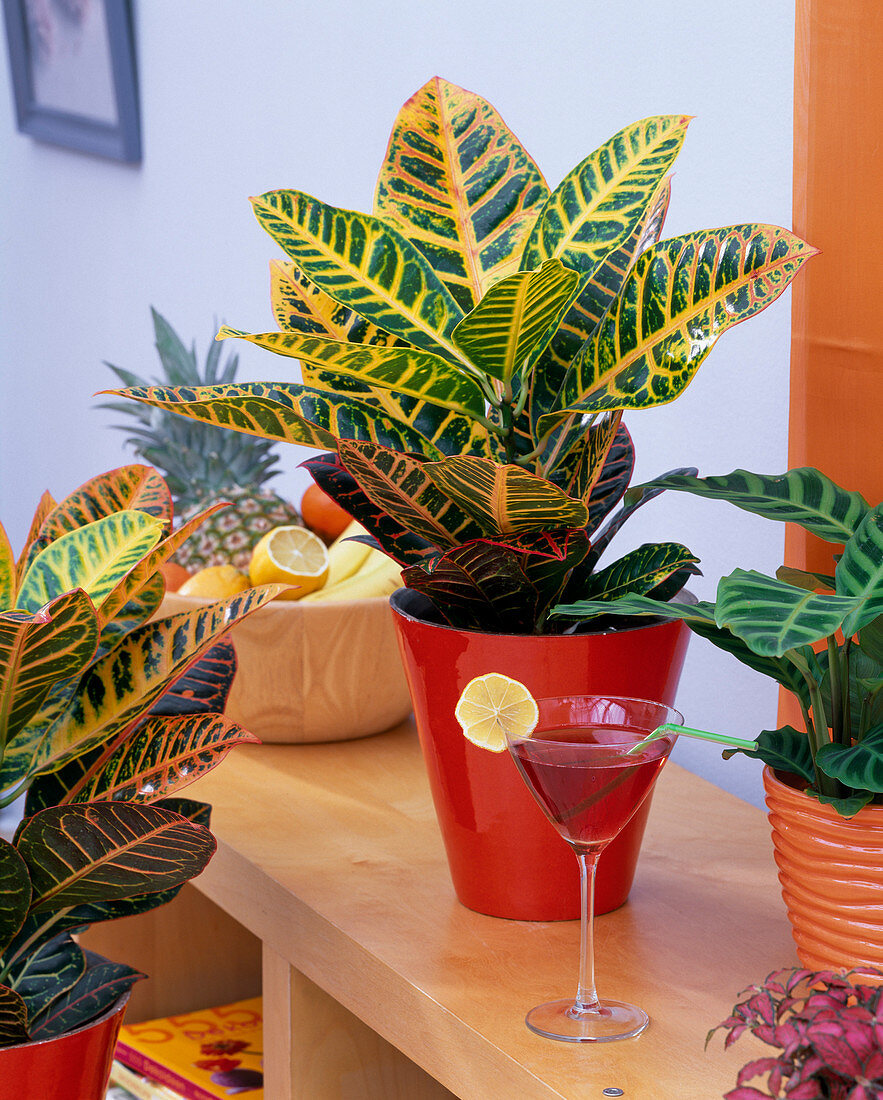 Codiaeum (croton), Calathea zebrina (basket maranthe), cocktail