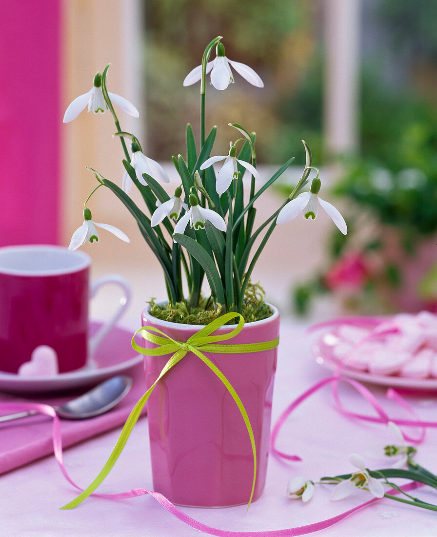 Galanthus nivalis in pink mug with ribbon on the table